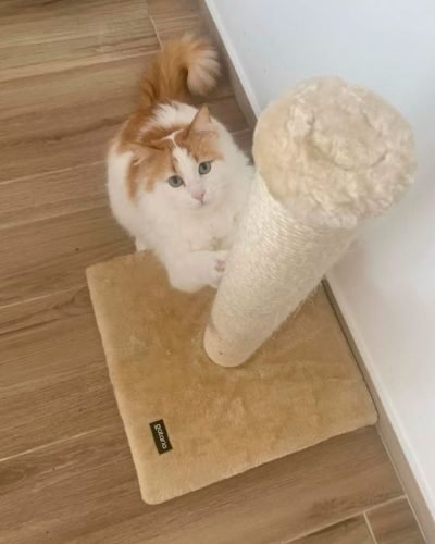 Arranhador BASIC de sisal básico photo review