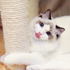 Alternative view of Arranhador BASIC de sisal básico