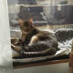 Cama de janela formato plano NEJI photo review