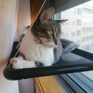 Cama de janela formato plano NEJI photo review