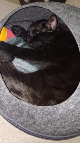 Caverna de feltro PawCave photo review