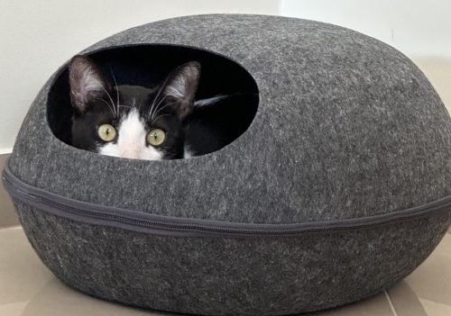 Caverna de feltro PawCave photo review