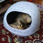 Caverna de feltro PawCave photo review