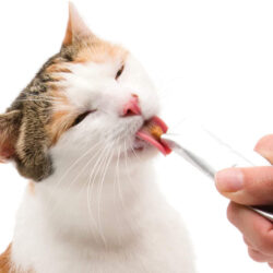 catit creamy snack para gatos