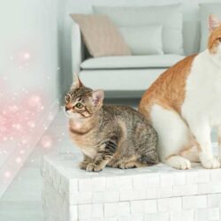 FELIWAY Friends - Difusor e recargas - Image 3