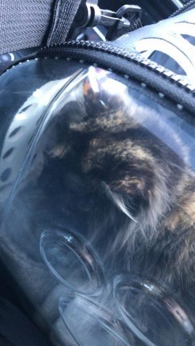 Bolsa transportadora transparente LEO photo review