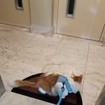 Peitoral + trela máximo conforto FELIX photo review