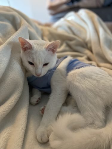 Fato/Body de recuperação pós-cirúrgico photo review