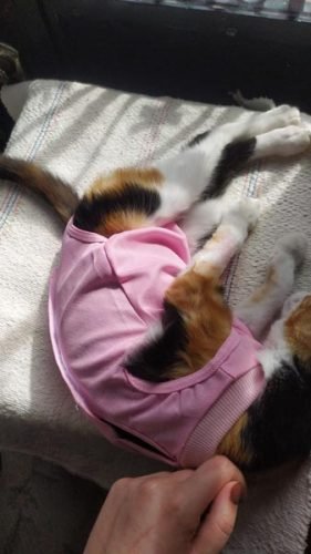 Fato/Body de recuperação pós-cirúrgico photo review