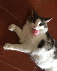 Bola de sisal photo review