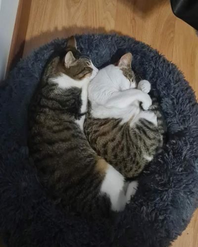 Cama redonda felpuda RELAX photo review