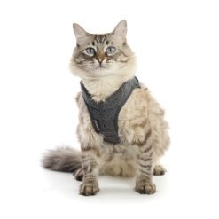 Peitoral + trela máximo conforto FELIX