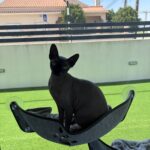 Cama de janela em feltro WindowPaw photo review