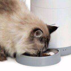 gataria-comedouro-inteligente-automatico-catit-pixi-smart-feeder-controlo-por-aplicação-app