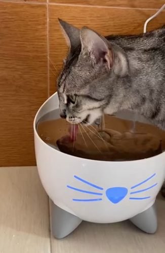 Fonte Catit Pixi Inteligente c/ controlo por APP e desinfeção por UV-C (2 L) photo review