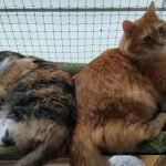 Cama de janela formato plano NEJI photo review