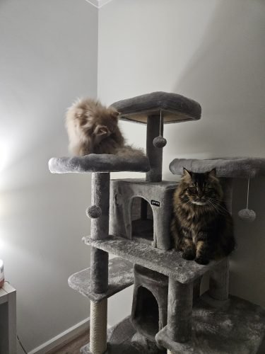 Árvore arranhador BOSS multi-nível 170 cm photo review