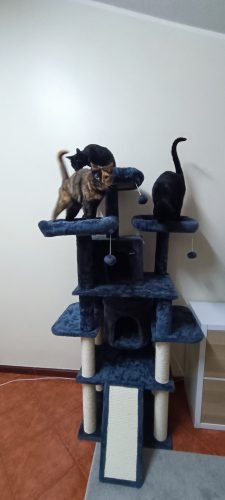 Árvore arranhador BOSS multi-nível 170 cm photo review