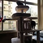 Árvore arranhador BOSS multi-nível 170 cm photo review