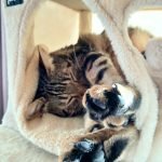 Árvore arranhador DERRY multi-nível 142 cm photo review