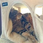 Árvore arranhador DERRY multi-nível 142 cm photo review