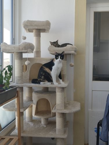 Árvore arranhador BOSS multi-nível 170 cm photo review