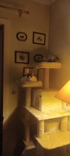 Árvore arranhador BOSS multi-nível 170 cm photo review