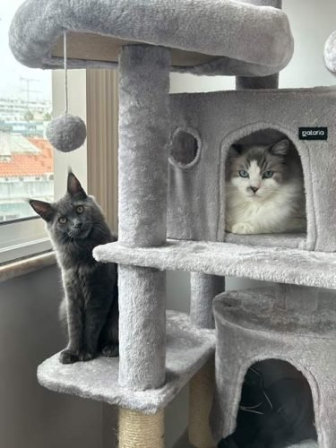 Árvore arranhador BOSS multi-nível 170 cm photo review