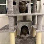 Árvore arranhador BOSS multi-nível 170 cm photo review