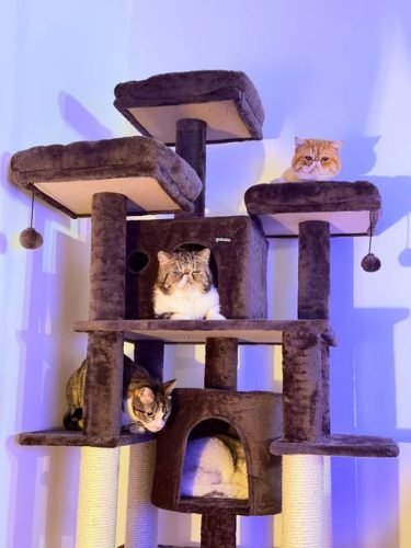 Árvore arranhador BOSS multi-nível 170 cm photo review