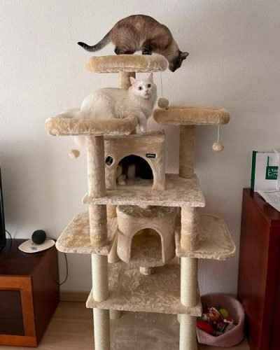 Árvore arranhador BOSS multi-nível 170 cm photo review