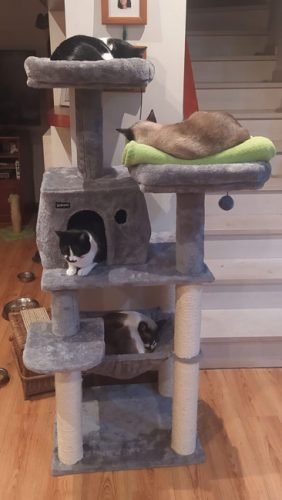 Árvore arranhador DERRY multi-nível 142 cm photo review