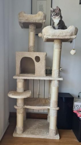 Árvore arranhador DERRY multi-nível 142 cm photo review