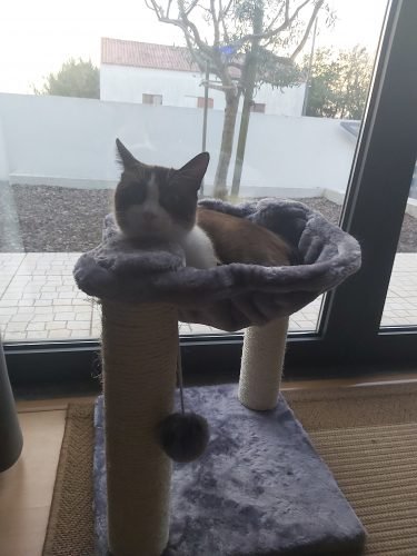 Arranhador PANCHO com concha de descanso photo review