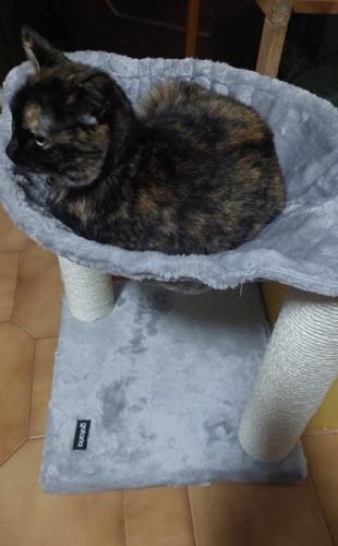 Arranhador PANCHO com concha de descanso photo review