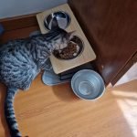 Comedouro elevado e inclinado VINSON photo review