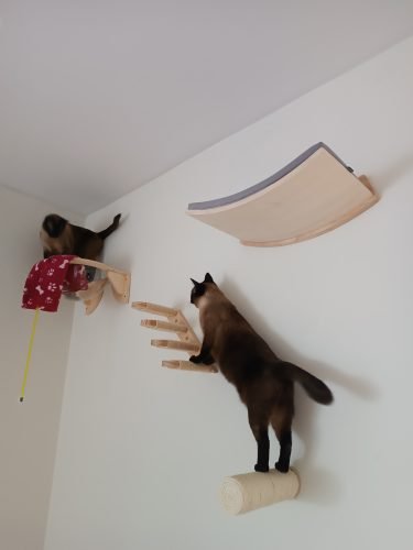 Cama de parede ORION formato cápsula transparente photo review