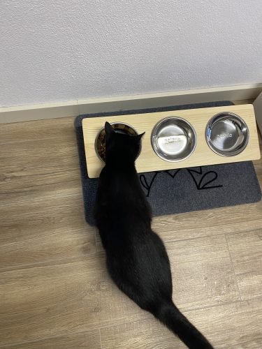 Comedouro elevado e inclinado VINSON photo review