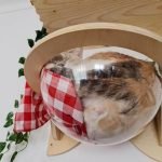 Cama de parede ORION formato cápsula transparente photo review