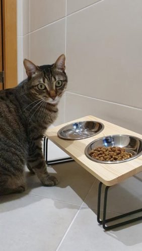 Comedouro elevado e inclinado VINSON photo review