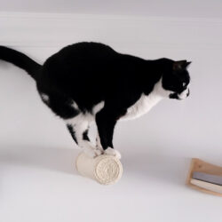 Poste de sisal PEAK para montagem na parede - Image 3