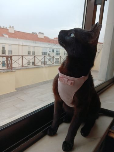 Peitoral + trela com laço MADDY photo review