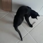 Pauzinhos de Matatabi para roer photo review