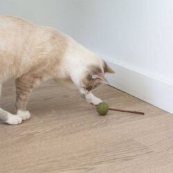Alternative view of Chupa Matatabi e Catnip