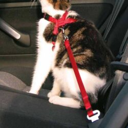 gataria-peitoral-vermelho-para-carros-com-cinto-de-segurança-gatos-trixie-2