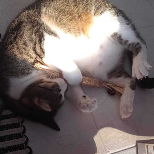 Stick de Matatabi com borlas em ráfia photo review