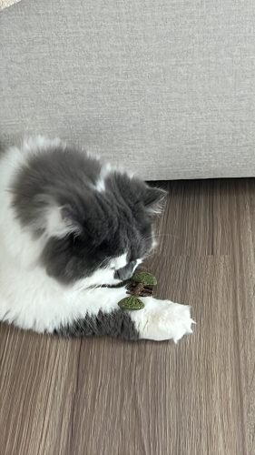 Peixe de Matatabi e Catnip photo review