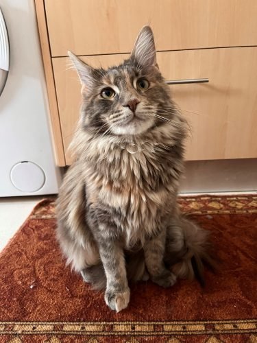 Escova p/ pelos c/ botão de limpeza photo review