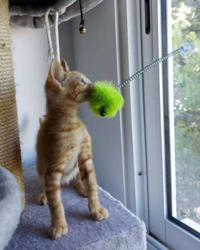 Pompom com ventosa p/ fixar no vidro photo review