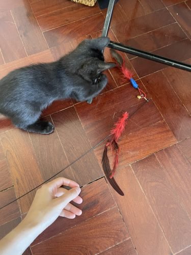 Cana com ventosa p/ fixar ao chão/vidro + pêndulos à escolha photo review